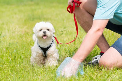 what to feed a dog to firm up stool