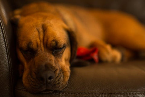 female dog peeing in sleep