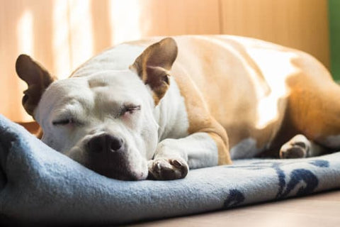 female dog peeing in sleep