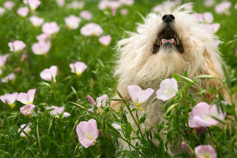Dog sneezing and reverse sneezing in dogs: what you need to know! - SitStay