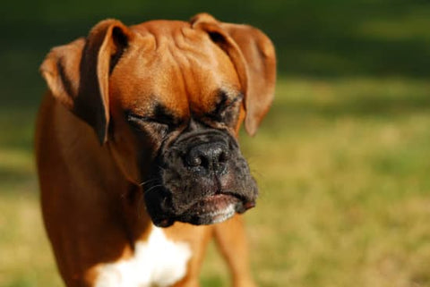 Boxer sneezing on a sunny day in the park