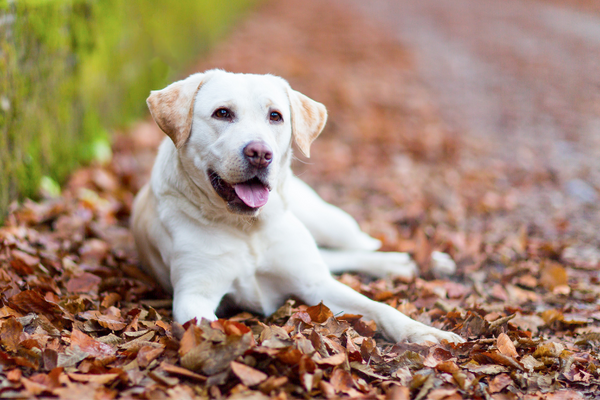 Find Your Perfect Retriever: Sociable, Patient & Athletic - PetHelpful