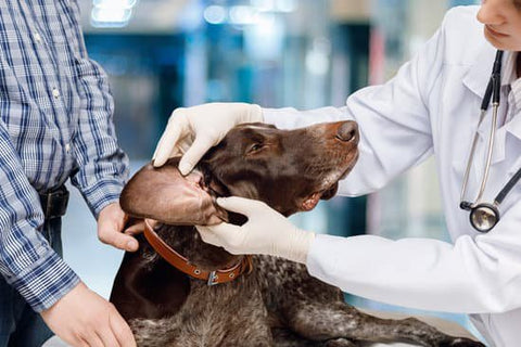 get rid of ear mites in dogs