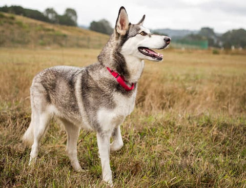 Siberian Husky with a red collar standing at attention in a fall field