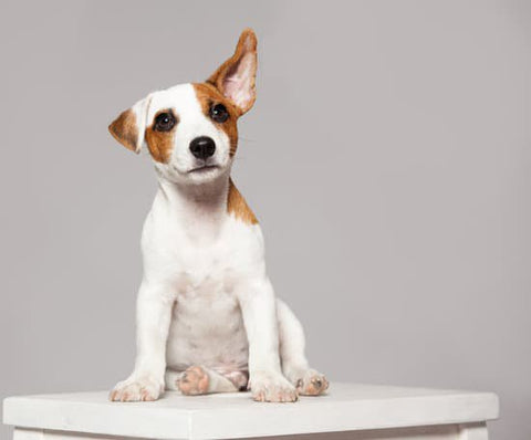 Young terrier with their ear flopped up