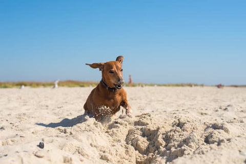 Brown Dachshund playing on a sandy beach