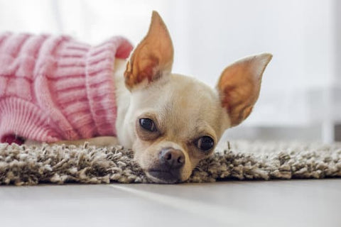 White chihuahua in a pink sweater laying on a rug with its ears perched