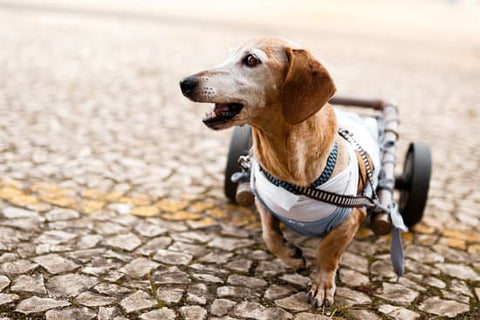 Dachshund in a wheelchair due to IVDD in dogs