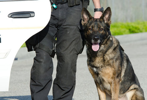 dog breeds used by police