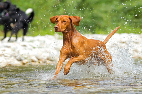 facts about vizlas