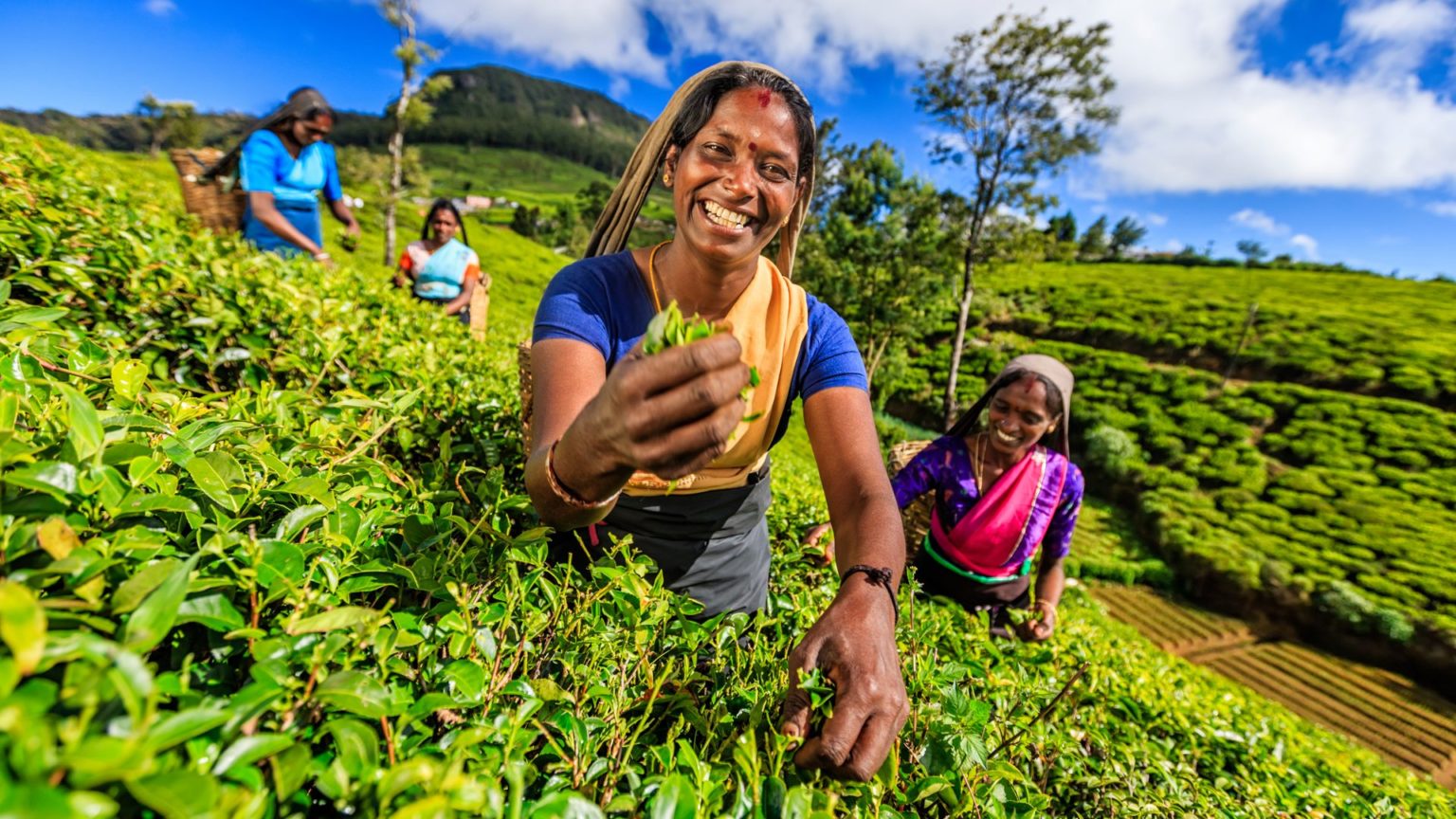 sri-lanka-hill-country-hatton-tea-plantation-1536x864