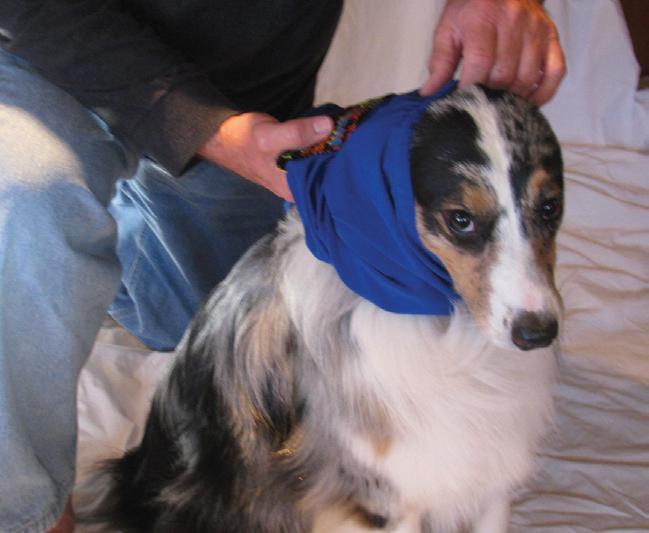 Surgi-Snuggly replaces the dog cone with a soft, incredibly stretchy material that allows for complete comfort and fit.