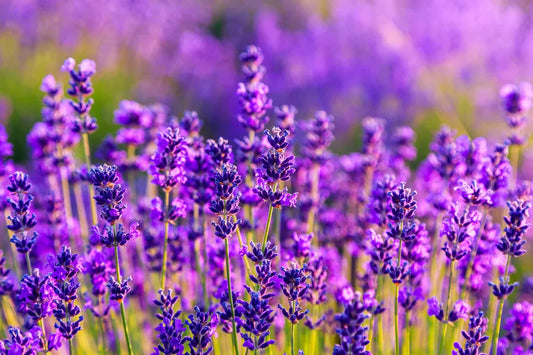Lavendel - Från antikens medicin till modern avkoppling