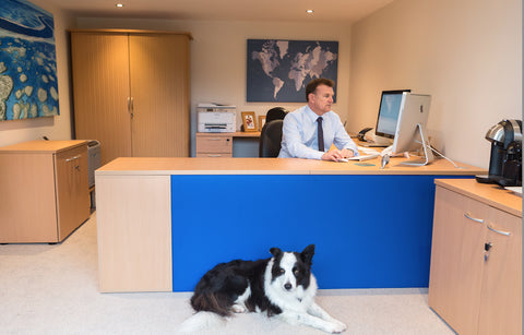 A man working at a desk in a garden office with a dog lying nearby