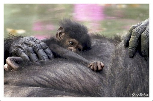 Baby chimp laying on its mothers belly