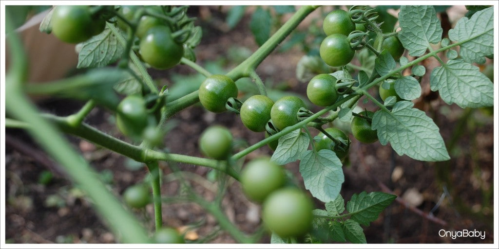 Young tomatoes growing in a garden