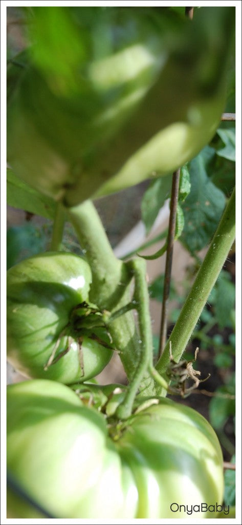 Mature tomatoes growing in a garden