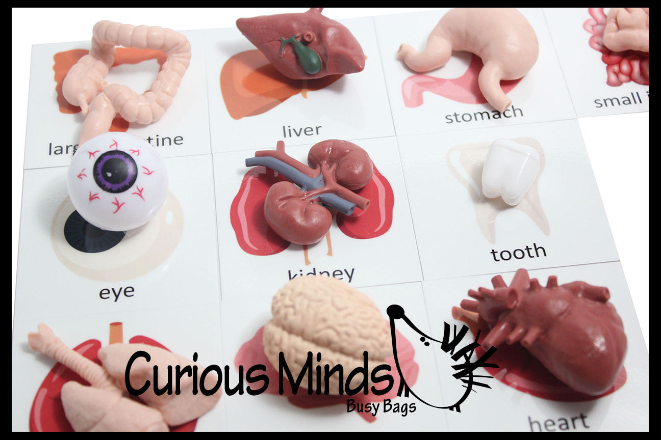 human body learning toys