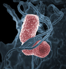 bacteria-enfermedades-propagadas-agua-klebsiella