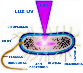 La luz ultravioleta que mata las bacterias y los olores de tus