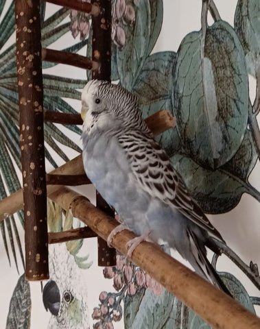 Grasparkiet Suzie bij parkieten ladder