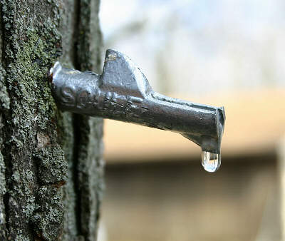 Spigot in a Maple Tree