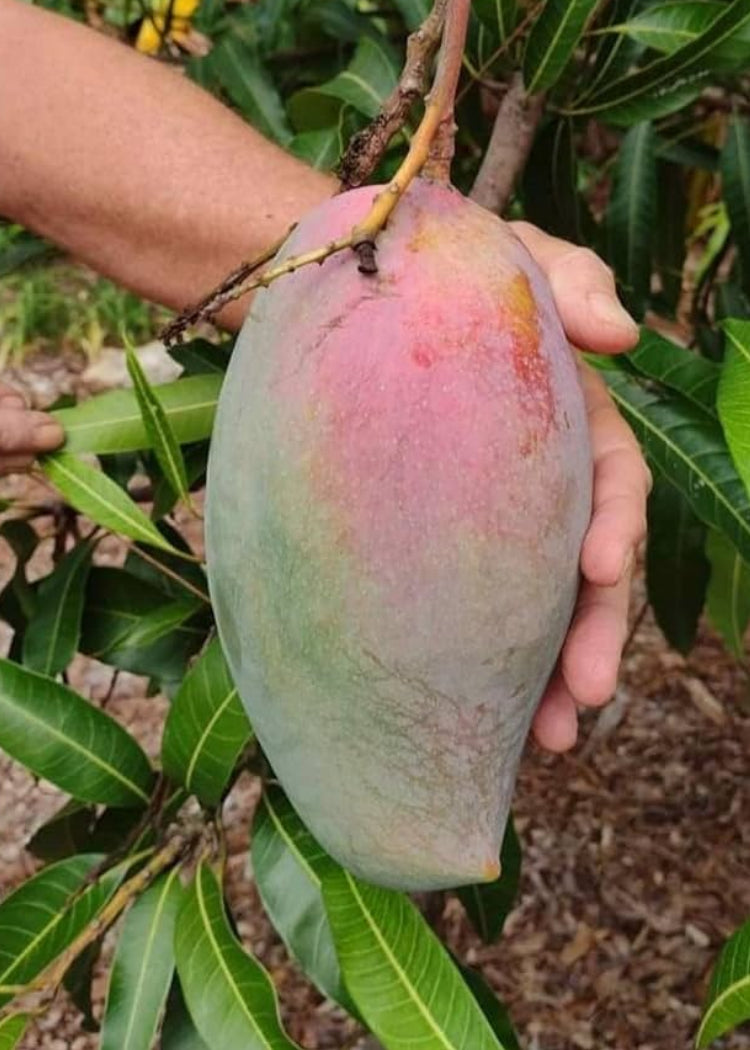 Lancetilla Mango Tree