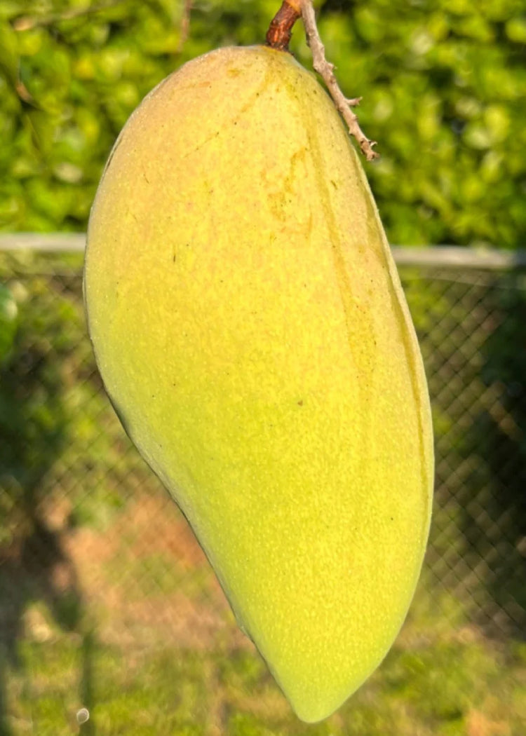 Nam Doc Mai #4 Tree