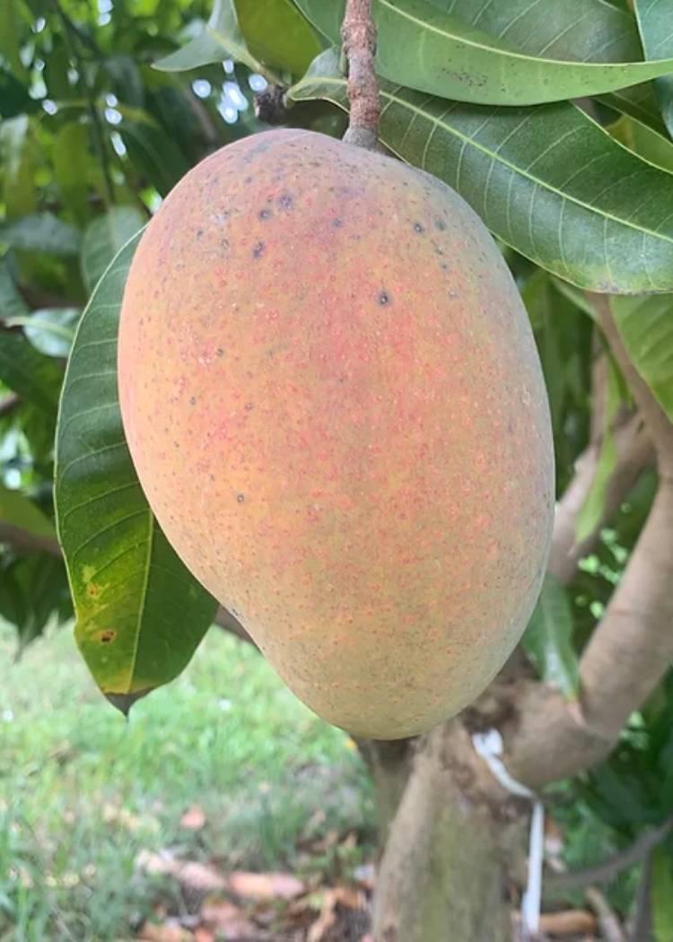 Giselle Mango Tree