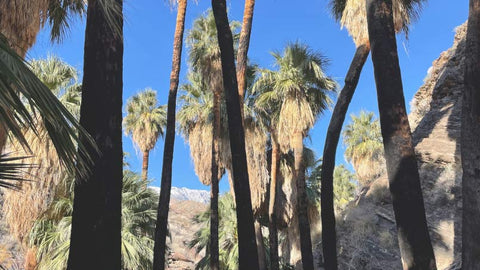 Palm Trees Indian Canyon