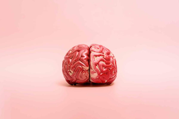 A model of the human brain on a pink background with copy space.