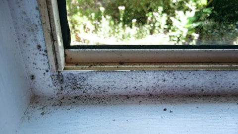 Indoor mould and fungi growth