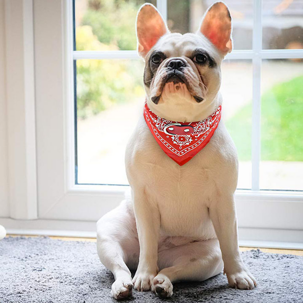 american dog bandana