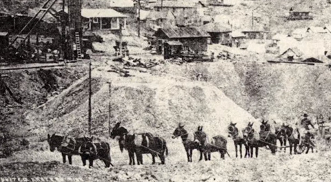 An old black and white picture of Burros in Oatman Mining