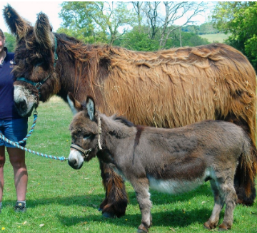 Big and small donkeys standing together