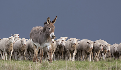 Donkey is guiding sheeps' herd