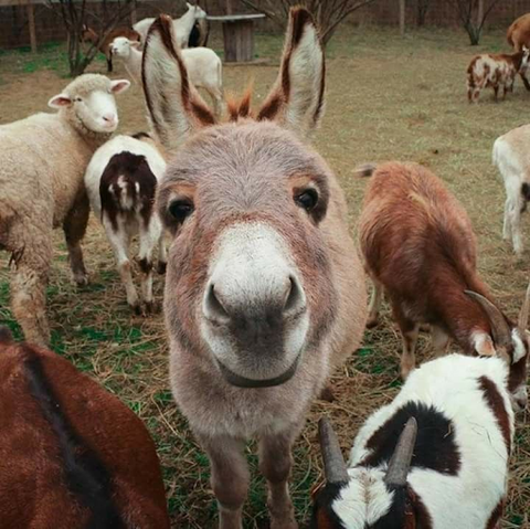 Donkey socializing with other animals