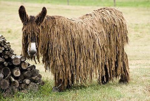 Hairiest Donkey Breed