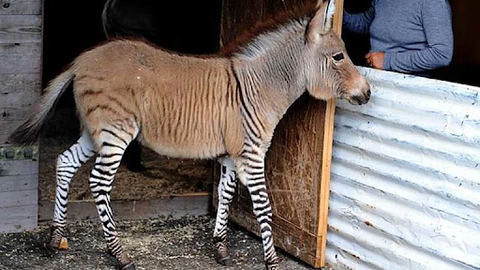Mix Of Zebra Hybrid Donkey