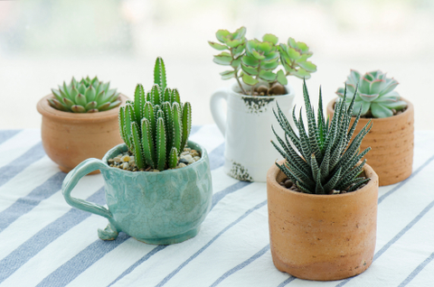 Saguaro Cactus-miniature plants