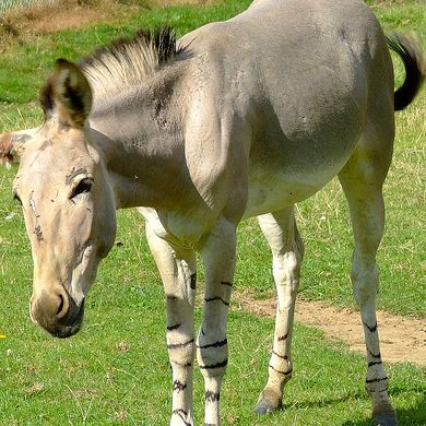The Extinction of Donkey Ancestors