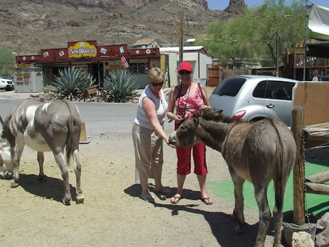 Tourist feeding burros