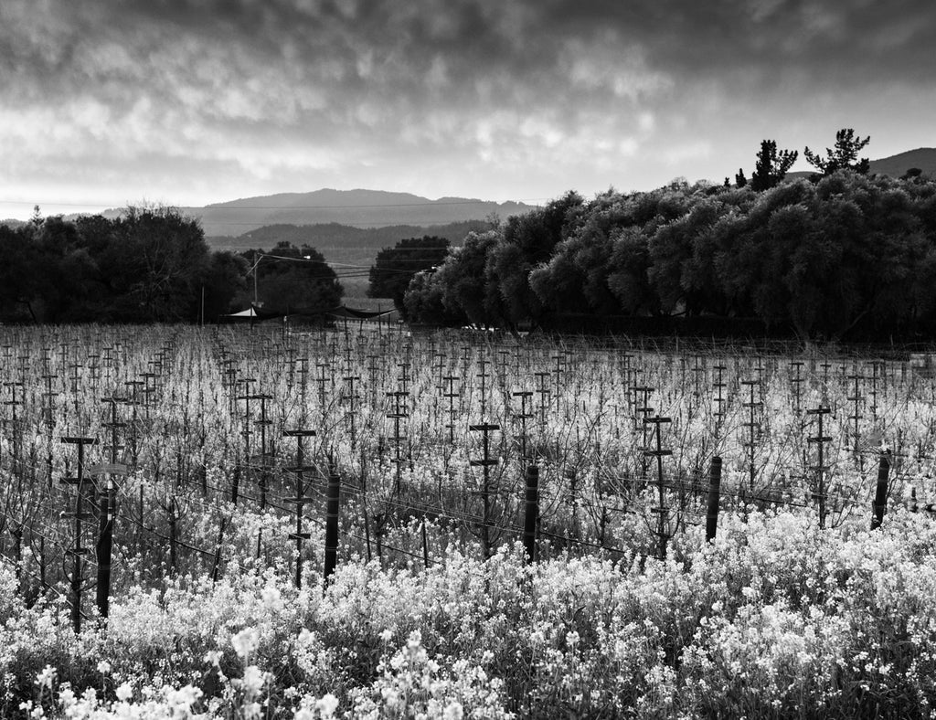 Rutherford Ranch Winery Vineyard Photograph