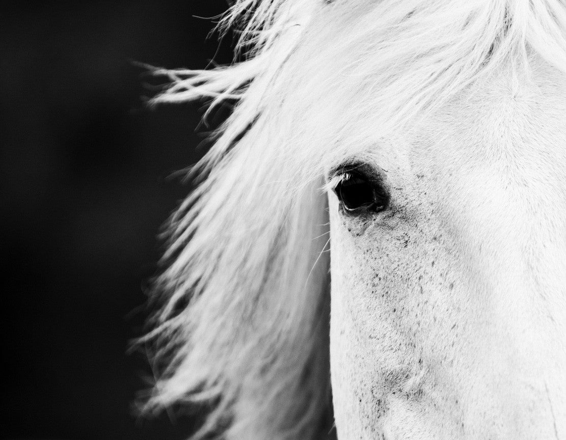 black and white horse