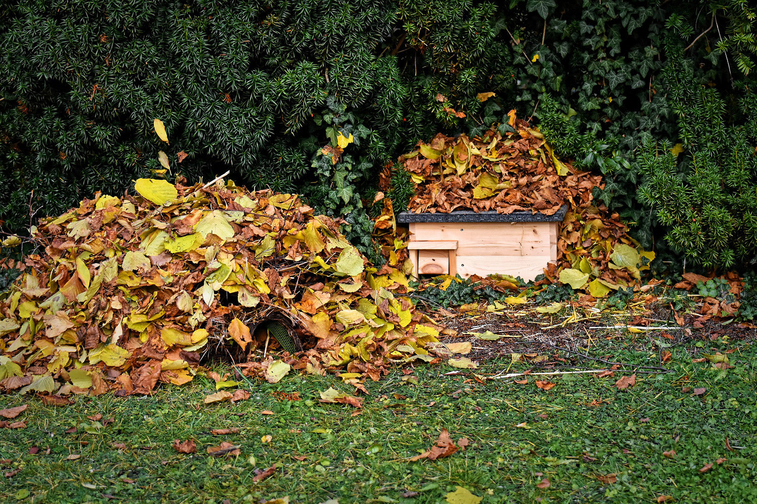 hedgehog house covered in leaves