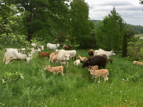 Cows and calfs in a green grassy field