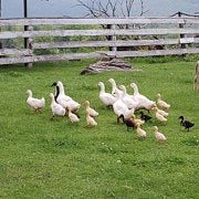 ducks walking on grass with white fence in background