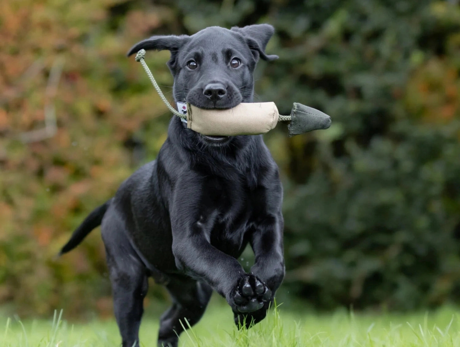 valp apporterar med dummy från sporting saint