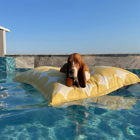 Basset Hound dog floating in the pool on a Laze Pillow by Ledge