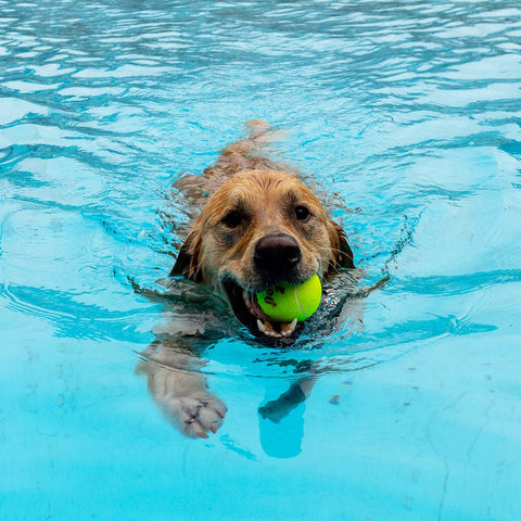 Dog carrying tennis ball while swimming